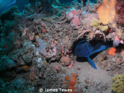 Blue Devil hiding under coral overhang by James Tewes 